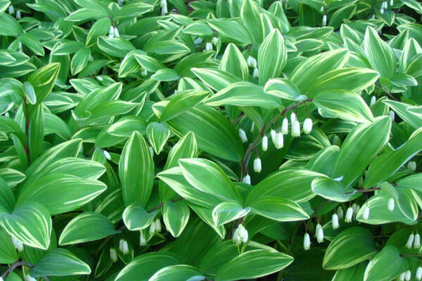 solomon seal plant